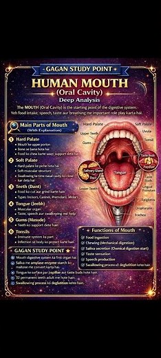 Human Mouth Structure and Functions
