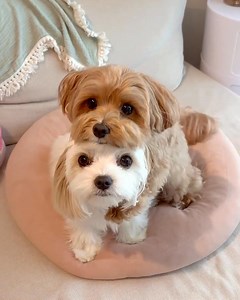 Puppies Club on Reels