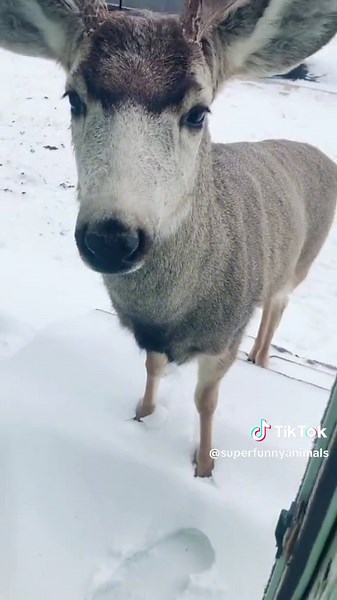 Смешные моменты с животными на TikTok