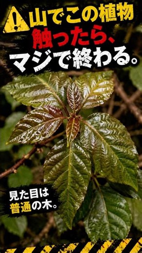 【1分解説】普通の木だと思ったら大間違い。触った数時間後に“水ぶくれ地獄”が襲う最悪の植物「ウルシ」の恐怖
