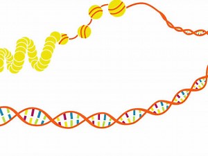 Le génome, comment ça marche ? | Lumni Enseignement