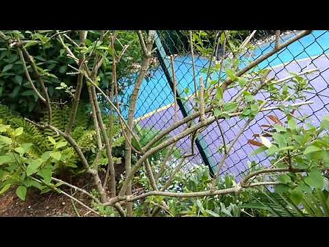 How to prune a Forsythia (May)