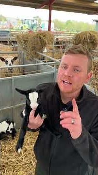 Ronnie: Queen of Goats in Hats