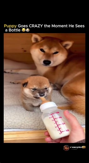 Puppy Goes CRAZY the Moment He Sees a Bottle 😂🐶
