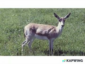 Қизил китоб-табиат қўриқчиси. Qizil kitob- tabiat qo'riqchisi.