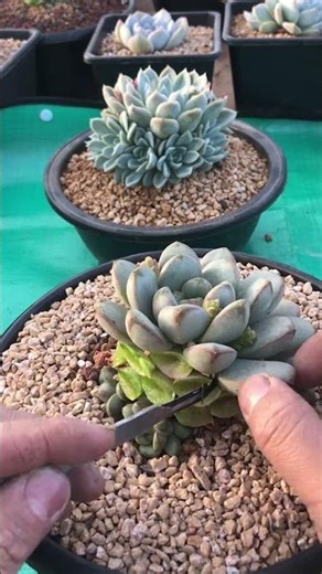 Essential Tips for Healthy Succulents | Beginner’s Guide