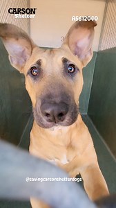 1.6K views · 1K reactions |  Adopted  A5612040 ✰ NALA -3/11/24 ...