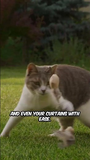 Why Cats Are Nature's Best Climbers