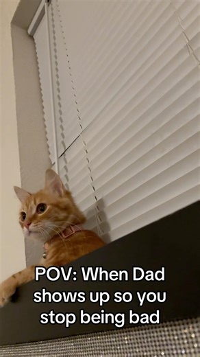 POV: you stop being bad 👀😭 @PrincessAnjanee 😎 #share #funny #follow #laughs #cat