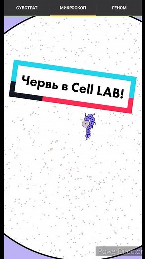 Creating a Worm in Cell LAB Tutorial
