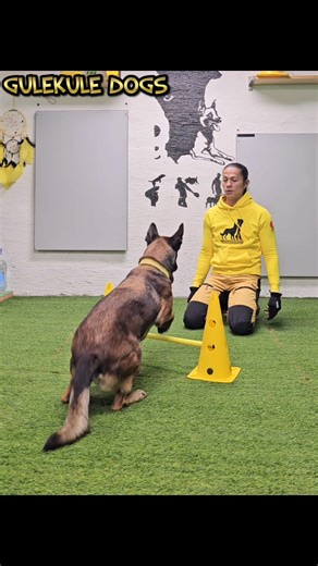 Training sit with forward and backward motion from stand. Using the movement for body conditioning, learning and enhancing a spesific skill, understanding locked hindlegs from locked forelegs, mental stimulation and a great listen training exercise. Level up your training 💛💛💛 | GuleKule Dogs