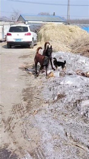 Basic training activities between dogs@ 36