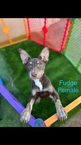 Come Join Us! ADOPT a Puppy from PuppyLuv Rescue during our Oktoberfest Saturday October 19th, 2024 Located on the grass of the golf course behind the main building. Golden Hills Golf Club (Formerly.. Arizona Golf Resort) 425 S Power Rd, Mesa, AZ 85206 | Arizona Golf Resort, Spa & Event Center | Facebook