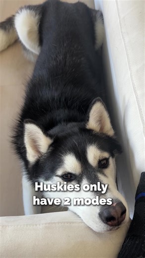 There’s an on switch and an off switch sometimes the on gets stuck #huskylife