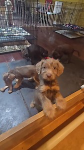 Beautiful F1 labradoodle pups! Bred for temperament, intelligence and performance. 45/55 pounds mature Our best litter of F1s yet! #F1labradoodle #labradoodle #F1silverlabradoodle #F1labradoodlechocolate #embark | Labrador & Labradoodle Puppies Chicago