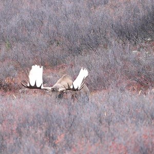 1.7K views · 1.6K reactions | Love wildlife? Show your support!  When you plant a tree to support forest fire recovery, you're helping to restore ecosystems for iconic species like the moose! | One Tree Planted | Facebook