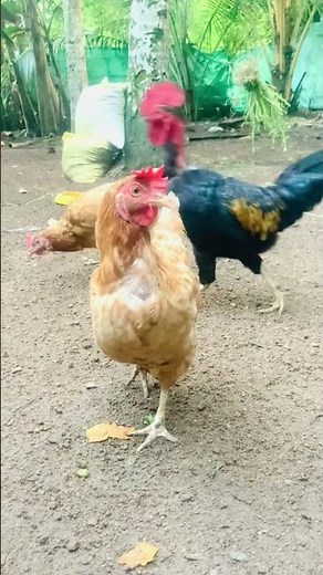 Healthy Golden Desi Hen in Indian Village Farm | Desi Murga Poultry Life 🐔🌿