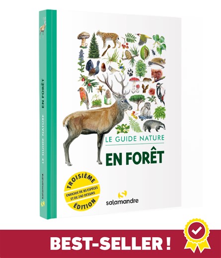 Le guide nature en forêt