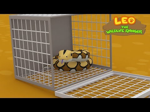 Reticulated Python - Leo the Wildlife Ranger Minisode #111