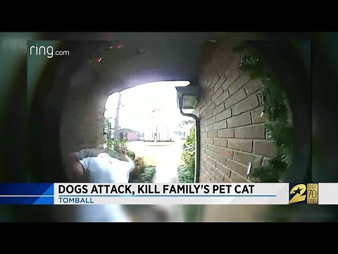Dogs attack, kill family's pet cat