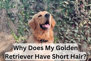 Why Does My Golden Retriever Have Short Hair? [6 Reasons Explained!] – First Time Dog Mom