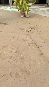 257K views · 6.5K reactions | #villagefashionweek  Vogue Vogue France British Vogue VOGUE India Lakme Fashion Week #lakmefashionweek #parisfashionweek #voguefrance #vogue #villageinfluencer #neelranaut #vogueindia | Neel Ranaut | Facebook