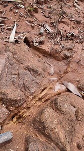 (Part3) Alex Team | Recce Track RFC2025 cunnn! #alexjee #RFC #rainforestchallenge #4x4 #jeepgrandcherokee | Alex Jee