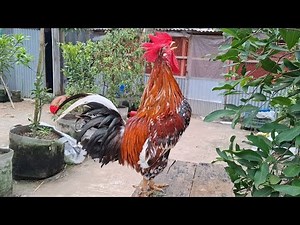 rooster crowing sound effect
