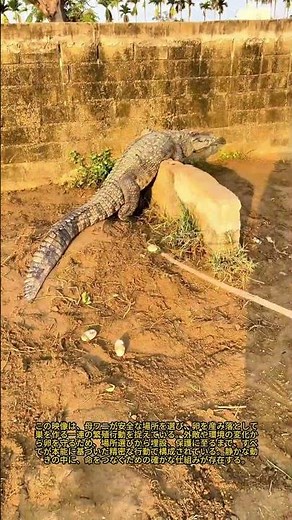 滅多に見られない光景！母ワニが卵を産む様子を間近で観察：生命の奇跡 ワニの産卵と巣作りの過程を解説