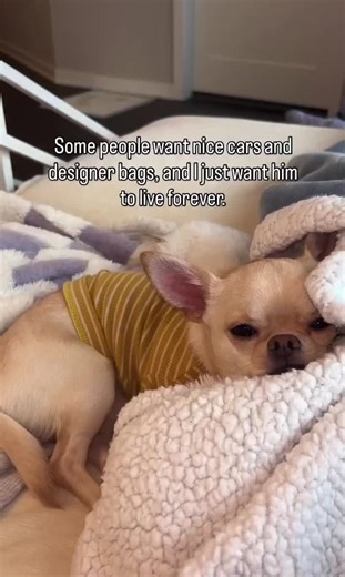 Heartwarming Chihuahua Moments That Melt Your Heart