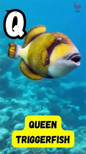 A to Z Deep Sea Creatures Song 🌊 | ABC Ocean Animals for Kids | Learn the Alphabet #shorts