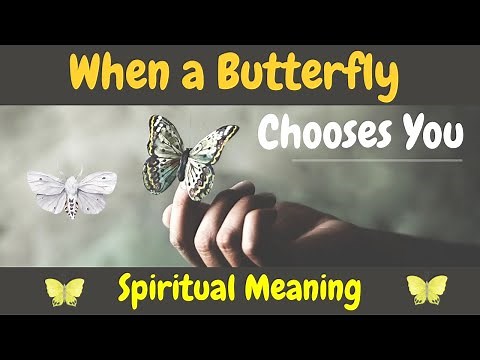 What Does It Mean When A Butterfly Lands On You?