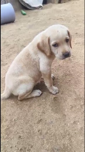 8k Lab puppies available Ongole 9308394514