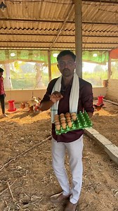 934K views · 9.5K reactions | Brown Eggs Farming #rythubadi #natukollu #agriculture #farming #brown eggs #hensfarming #eggsbusiness #natukodifarming #countrychicken | Rajender Reddy | Facebook