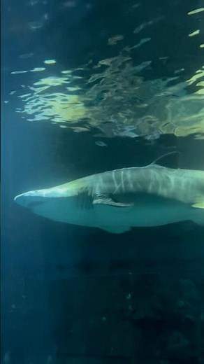 Sharks & Ocean Life 🦈 | Underwater Serenity with Deep Sea Sounds for Relaxation & Meditation