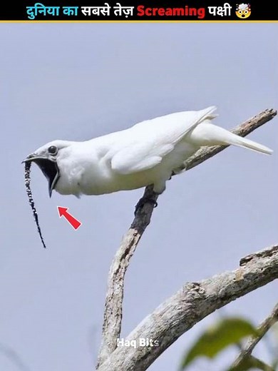Worlds Loudest 🔊 Screaming 🐦 Bird #animalfacts