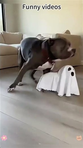 Chihuahua in a scary mask pranks the dog & cat #funnycats #funnydog #cat #dogs #usa