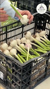 How to Prep & Cure Garlic for Long Storage! 🧄 #shorts