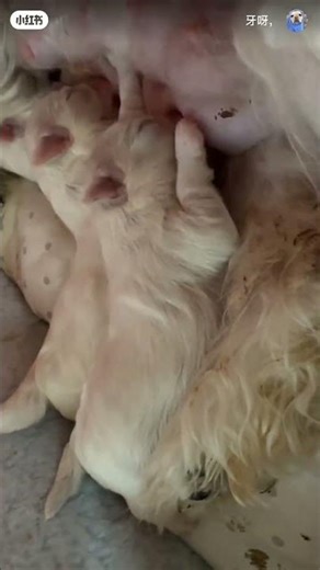 This image shows a screen recording or screenshot of a video featuring kittens nursing, #shortvideo