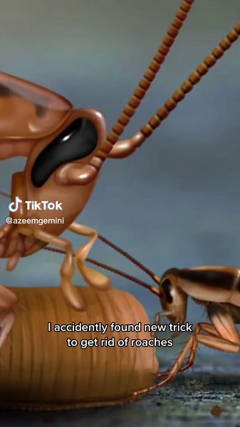 Effective Ways to Get Rid of Roaches in Your Kitchen Sink