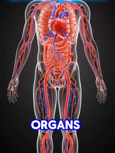 Heart Pumping Blood Inside the Human Body | 3D Circulatory System Animation#heartpumping #ventricle #humanbody #3danimation #healthfacts #ai #fypchallenge #foryoupage