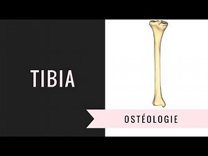 Description détailée du tibia