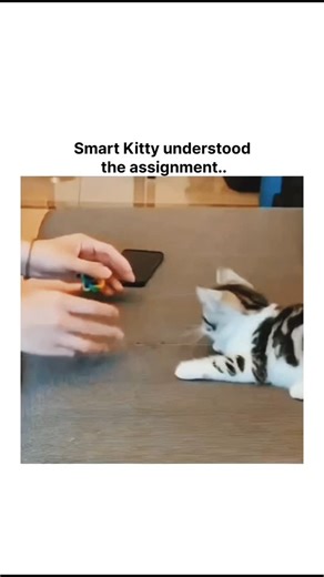 GLOBAL REEL on Instagram: "This X post features a 26-second video of a person attempting to engage a young tabby kitten with a colorful Rubik's cube toy on a gray mat, but the kitten mostly lounges indifferently, batting lightly at times, prompting the sarcastic caption "Smart Kitty understood the assignment.." that highlights the humorous mismatch in expectations. Posted by @Yoda4ever , an account dedicated to uplifting animal videos, the clip garnered over 211,000 views and 5,760 likes within