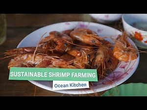 Sustainable Shrimp Farming in Vietnam | Ocean Kitchen