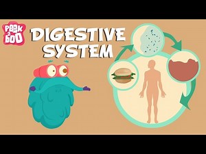 Your Digestive System Explained