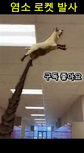 “학교에서 염소가 로켓 발사됨…?” 🚀🐐