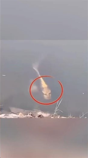 This Fish has a Human Face #animals #shorts