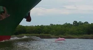 Do Pink Dolphins Really Exist, or is This a Hoax?