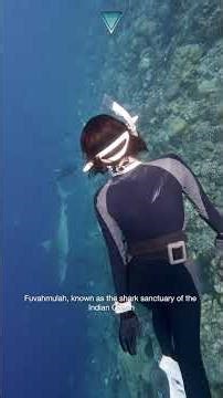 Searies: Tiger Sharks