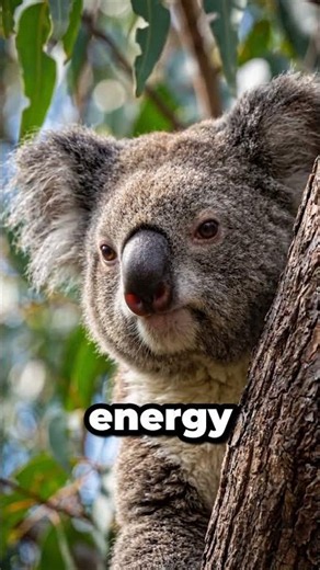 The Toxic Truth: How Koalas Survive on a Diet of Poisonous Leaves